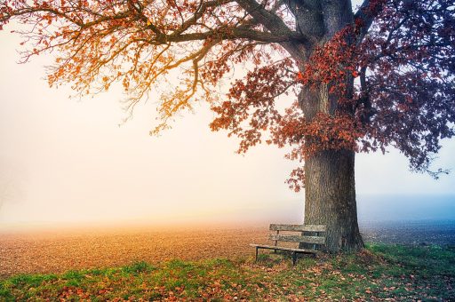 tree-6792528_1920